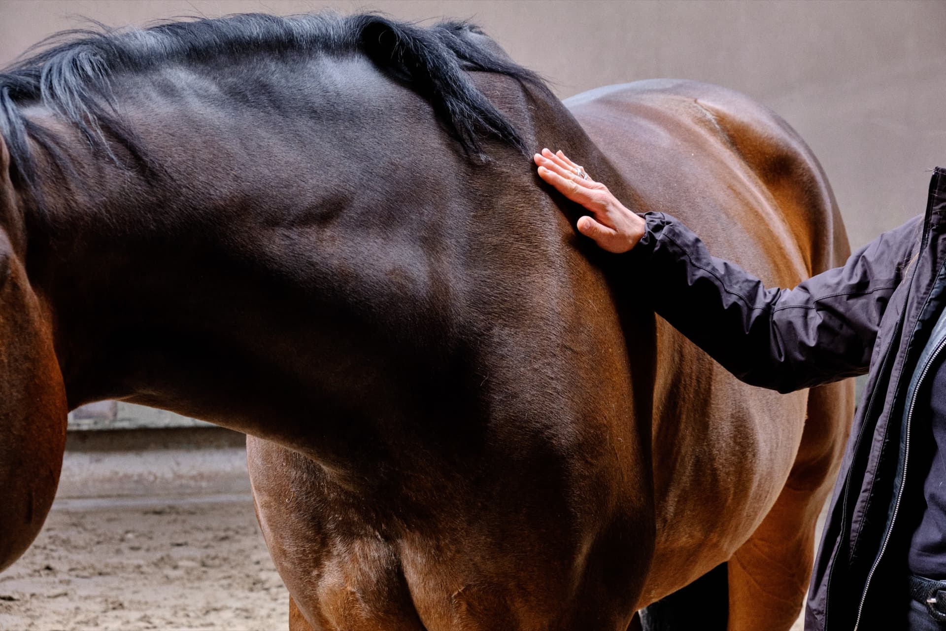 Une main posée sur l'encolure d'un cheval